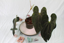 Load image into Gallery viewer, Sport-Variegated Anthurium Papillilaminum x Ace of Spades, Exact Plant