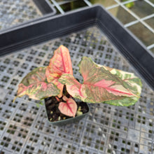 Load image into Gallery viewer, Syngonium Strawberry Ice Variegated exact plant, Fedex 2day*