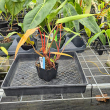 Load image into Gallery viewer, Philodendron Orange Marmalade, Autumn Queen 4" pot, Fedex 2day*
