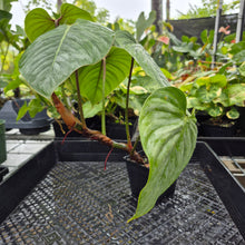Load image into Gallery viewer, Philodendron Sodiroi True Form, Exact Plant Ships Nationwide