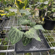 Load image into Gallery viewer, Anthurium Besseae Aff exact plant, Fedex 2day*