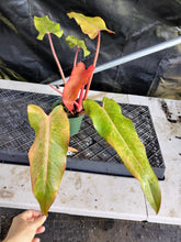 Load image into Gallery viewer, Philodendron Orange Marmalade, Exact Plant Ships Nationwide