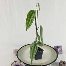 Load image into Gallery viewer, Anthurium Sp. Limon, Exact Plant Ships Nationwide