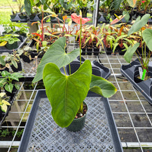 Load image into Gallery viewer, Anthurium Shibori, Exact Plant Variegated Ships Nationwide