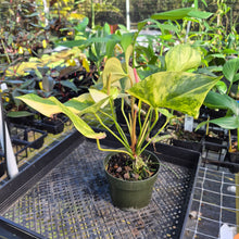 Load image into Gallery viewer, Anthurium Andraeanum White Heart, Exact Plant Variegated Ships Nationwide