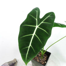Load image into Gallery viewer, Alocasia Frydek, Micholitziana 4" pot, ships nationwide