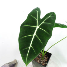 Load image into Gallery viewer, Alocasia Frydek, Micholitziana 4" pot, Fedex 2day*