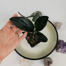 Load image into Gallery viewer, Scindapsus Treubii Dark Form 2.5" pot, Fedex 2day*