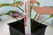 Load image into Gallery viewer, Varigated Syngonium Red Spot Tricolor Exact Plant