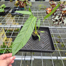 Load image into Gallery viewer, Anthurium Spectabile, Exact Plant