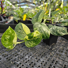 Load image into Gallery viewer, Scindapsus Jade Satin Marble Queen, Exact Plant Variegated Ships Nationwide