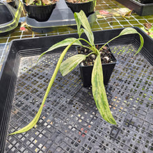 Load image into Gallery viewer, Anthurium Vittarifolium , Exact Plant Variegated Ships Nationwide