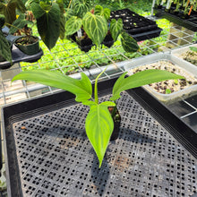 Load image into Gallery viewer, Philodendron Panduriforme 2.5" pot, Fedex 2day*