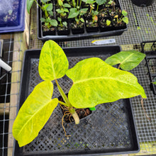 Load image into Gallery viewer, Philodendron Goldiana 4" pot, Fedex 2day*