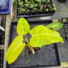 Load image into Gallery viewer, Philodendron Goldiana, Exact Plant Ships Nationwide