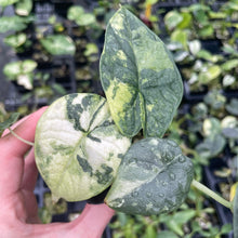 Load image into Gallery viewer, Alocasia Melo Aurea variegated 2.5" pot, Fedex 2day*