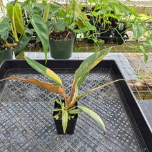 Load image into Gallery viewer, Philodendron Caramel Marble, Exact Plant Variegated Ships Nationwide