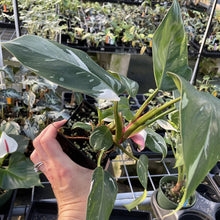 Load image into Gallery viewer, Philodendron White Princess Variegated exact plant, Fedex 2day*