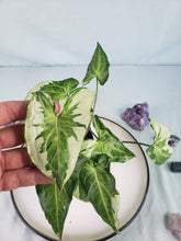 Load image into Gallery viewer, Three Kings Magic Marble, exact plant, variegated Syngonium, ships nationwide