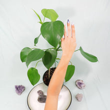 Load image into Gallery viewer, Philodendron Microstictum. Shipped Nationwide