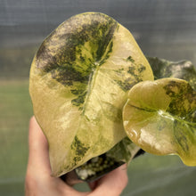 Load image into Gallery viewer, Alocasia Cuprea Golden Latte Variegated exact plant, Fedex 2day*