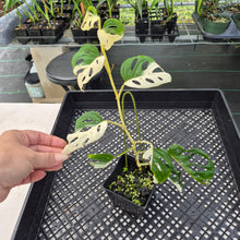 Load image into Gallery viewer, Monstera Adansonii Laniata Albo Variegated exact plant, Fedex 2day*