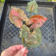 Load image into Gallery viewer, Syngonium Strawberry Ice Variegated 4" pot, Fedex 2day*