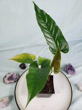 Load image into Gallery viewer, Anthurium Cupulispathum X Pedatum 4" pot,, Fedex 2 day*