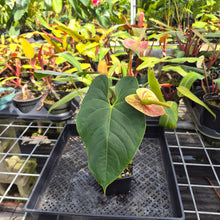 Load image into Gallery viewer, Anthurium Andraeanum Starlight Splash, Exact Plant, Speckled Ships Nationwide