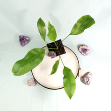 Load image into Gallery viewer, Anthurium Gracile Shipped Nationwide