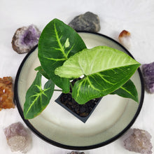 Load image into Gallery viewer, Syngonium Panda Variegated 2.5" pot, Fedex 2day*