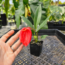 Load image into Gallery viewer, Anthurium Scherzerianum "Pig Tail" 2.5" pot, Fedex 2day*