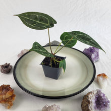 Load image into Gallery viewer, Anthurium Michelle x Zara x Hybrid, Exact Plant Ships Nationwide