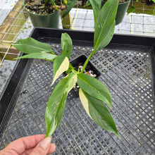 Load image into Gallery viewer, Philodendron Gloriosum, Dark Form, Exact Plant Ships Nationwide