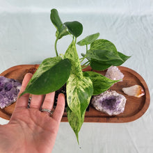 Load image into Gallery viewer, Philodendron Hederaceum, Heart Leaf Variegated 4" pot, Fedex 2 day*