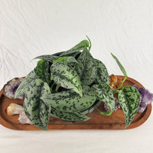 Load image into Gallery viewer, Scindapsus Silver Lady, Exact Plant multi pot Ships Nationwide