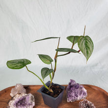 Load image into Gallery viewer, Philodendron Sodiroi True Form 2.5" Pot, Fedex 2 day*