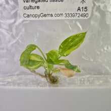 Load image into Gallery viewer, Philodendron Green Congo Nuclear variegated tissue culture 2DayAir