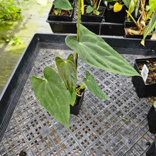 Load image into Gallery viewer, Anthurium Papillilaminum Fort Sherman X (FS X Ralph Lynam) 2.5" pot, Fedex 2day*