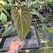 Load image into Gallery viewer, Anthurium Ace Of Spades X Papillilaminum exact plant, Fedex 2day*
