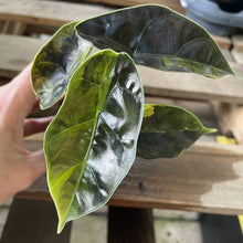 Load image into Gallery viewer, Alocasia Azlanii Aurea variegated exact plant, Fedex 2day*