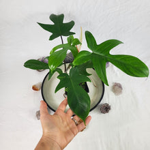 Load image into Gallery viewer, Philodendron Florida Beauty Green Form 4" pot, Fedex 2 day*