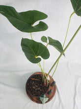 Load image into Gallery viewer, Anthurium Decipiens 6" pot, Fedex 2day