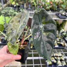 Load image into Gallery viewer, Alocasia Longiloba Suhirmaniana aurea Variegated 2.5" pot, Fedex 2day*