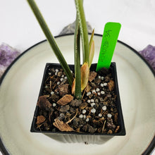 Load image into Gallery viewer, Philodendron Mamei, Exact Plant Ships Nationwide