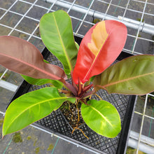 Load image into Gallery viewer, Philodendron Red Moon. not Yellow Flame, Exact Plant Variegated