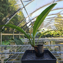 Load image into Gallery viewer, Philodendron Acutifolium, Exact Plant