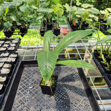 Load image into Gallery viewer, Philodendron Campii Lynette exact plant, Fedex 2day*