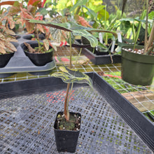 Load image into Gallery viewer, Alocasia sanderiana 'Nobilis' Aurea, Exact Plant Ships Nationwide
