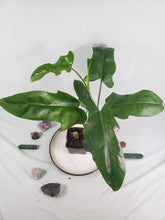 Load image into Gallery viewer, Jerry Horne, exact plant, Philodendron, ships nationwide